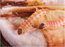गुलाबी सुंडी (Pink Bollworm) या इल्ली गुलाबी सुंडी (Pink Bollworm) या इल्ली
