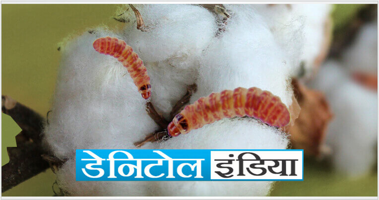 Sumitomo Danitol Website Banner for Mobile hindi